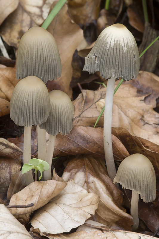 Coprinellus silvaticus